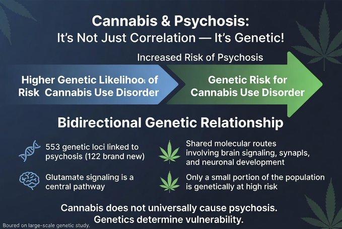 psychosis is genetic not caused by cannabis